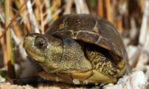 沼泽箱龟寿命多少年