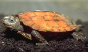 枫叶龟多少钱一只