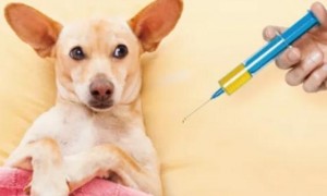 给狗打狂犬疫苗有用么吗