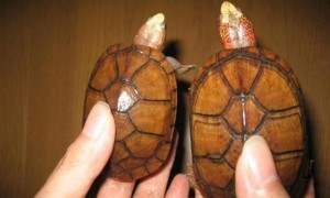斑纹泥龟雌雄如何辨别