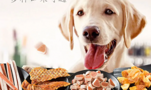 狗零食啥牌子的好