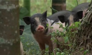 五脚猪养殖方法