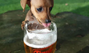 狗可以喝啤酒不