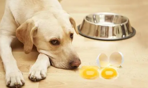 狗可以吃蛋黄吗
