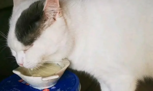 哪种酸奶猫咪可以喝