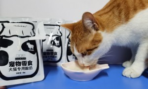 猫咪可以喝哪种酸奶