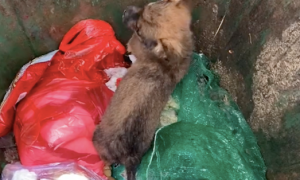 小狗和死去的狗妈妈被扔进垃圾桶，被救后检查出患上细小