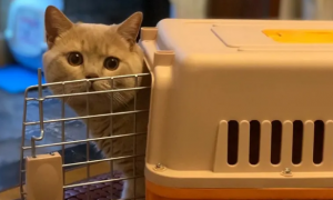 猫咪航空箱一般多重