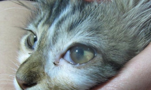 幼猫眼睛发炎用什么眼药水比较好