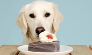 狗能吃甜食吗