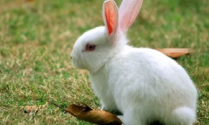 中国白兔可以当宠物养吗