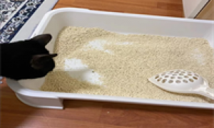 猫咪用哪个牌子猫砂比较好