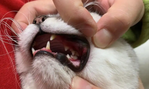 口炎严重的猫咪到底该不该拔牙