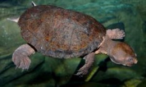 澳洲短颈龟值钱吗