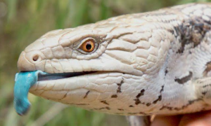 斑点蓝舌蜥是保护动物吗