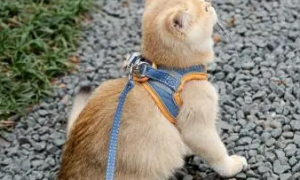 猫咪牵引绳怎么套视频