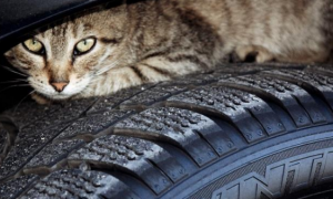 流浪猫为取暖躲钻进汽车底盘，太胖被卡住，暖心车主不惜拆车救猫