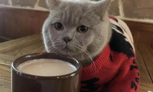 猫能喝咖啡吗