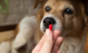 宠物可以用人的消炎药吗