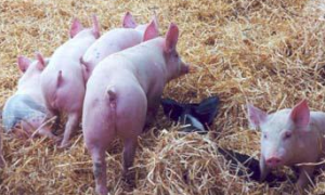 内蒙古白猪养殖方法