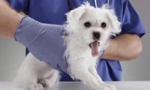 小狗中毒是什么症状表现
