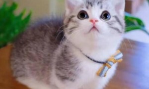 曼基康猫属于英短还是美短