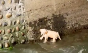 狗狗落入水中，小伙下河救它也险些被冲走，好在结局很暖心！