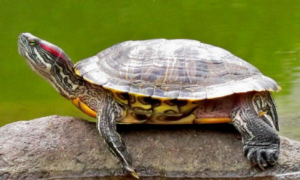 巴西红耳龟最大能长多大