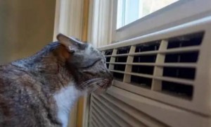 夏天幼猫可以吹空调吗