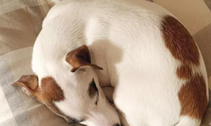 为何狗狗喜爱仰着大睡？