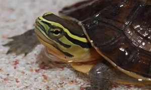 安布闭壳龟长大了怎么办