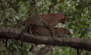 远看2只豹子趴在树上，以为它们在蹲猎物，镜头拉近后却语塞了