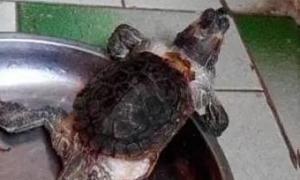 乌龟养了10年才发现异常，只长身体不长壳要变成忍者神龟