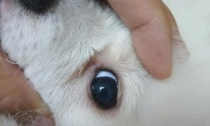 狗眼里有白色虫子有什么办法能治疗