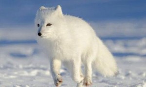 极地狐体貌特征
