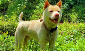 好猎犬何须外国找，在贵州有种“白龙犬”，一条就能干翻一头野猪