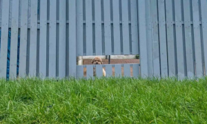 主人在自家栅栏上打开一个豁口做窗户，只为了让狗狗能好好看风景
