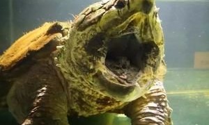 北美大鳄龟价格多少钱一只