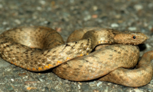 紫砂蛇是国家几级保护动物