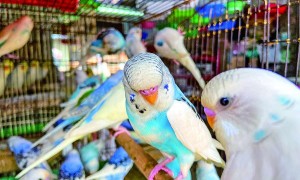 广西花鸟市场出现戴“脚环”的鹦鹉，还有不少人买！可以当宠物吗？