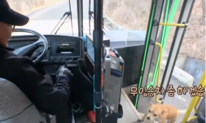 一只会乘公交车的聪明狗子，和众多乘客成为朋友
