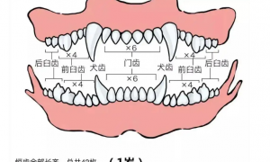 狗狗的牙齿排列图片