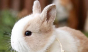 兔子的食物禁忌有哪些 选择食物需注意