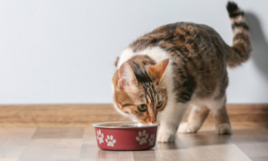 猫粮蛋白质含量多少合适吃