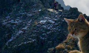 男子爬上2500米山顶，却遭到一只猫咪的鄙视，网友：要成精了吧？