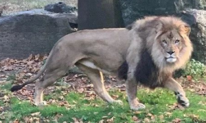 脑残游客翻进动物园猛兽区在非洲狮面前跳舞，狮子：这憨憨干啥呢