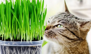 水培猫草怎么种