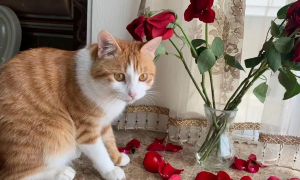 猫对玫瑰花会过敏吗？怎么解决？