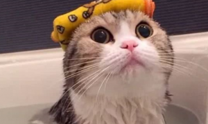 洗狗的沐浴露猫能用吗