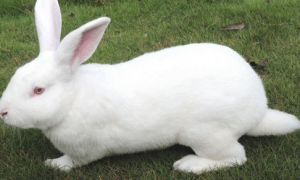 新西兰兔特点是什么